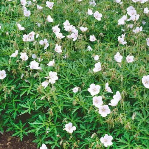 Geranium Clarkei 'Kashmir White' - Herbaceous - Windyridge Garden Centre