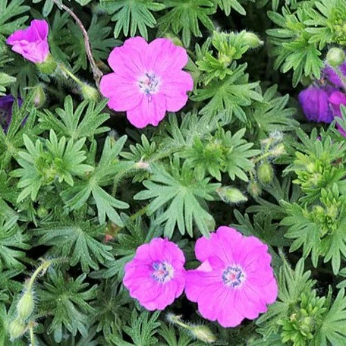 Geranium Sanguineum 'Max Frei' - Herbaceous - Windyridge Garden Centre