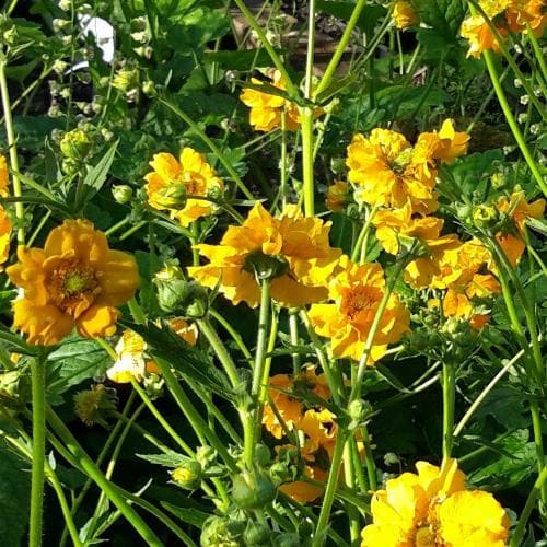 Geum Lady Stratheden - Bedding - Windyridge Garden Centre