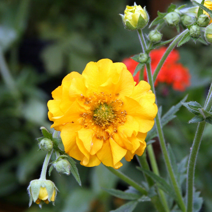 Geum Lady Stratheden 1 Ltr