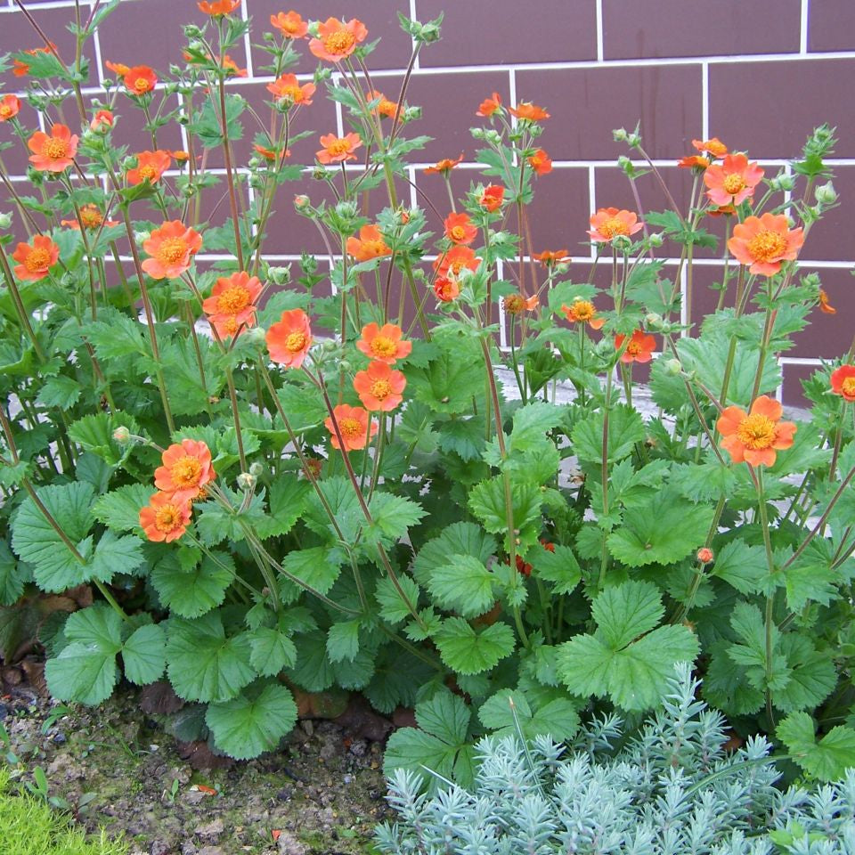GEUM Fire Storm