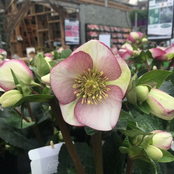 Pink and green flower with blurred indoor background