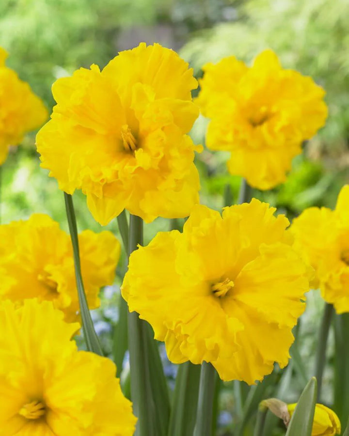 PREM NARCISSUS GOLD DISC X 4