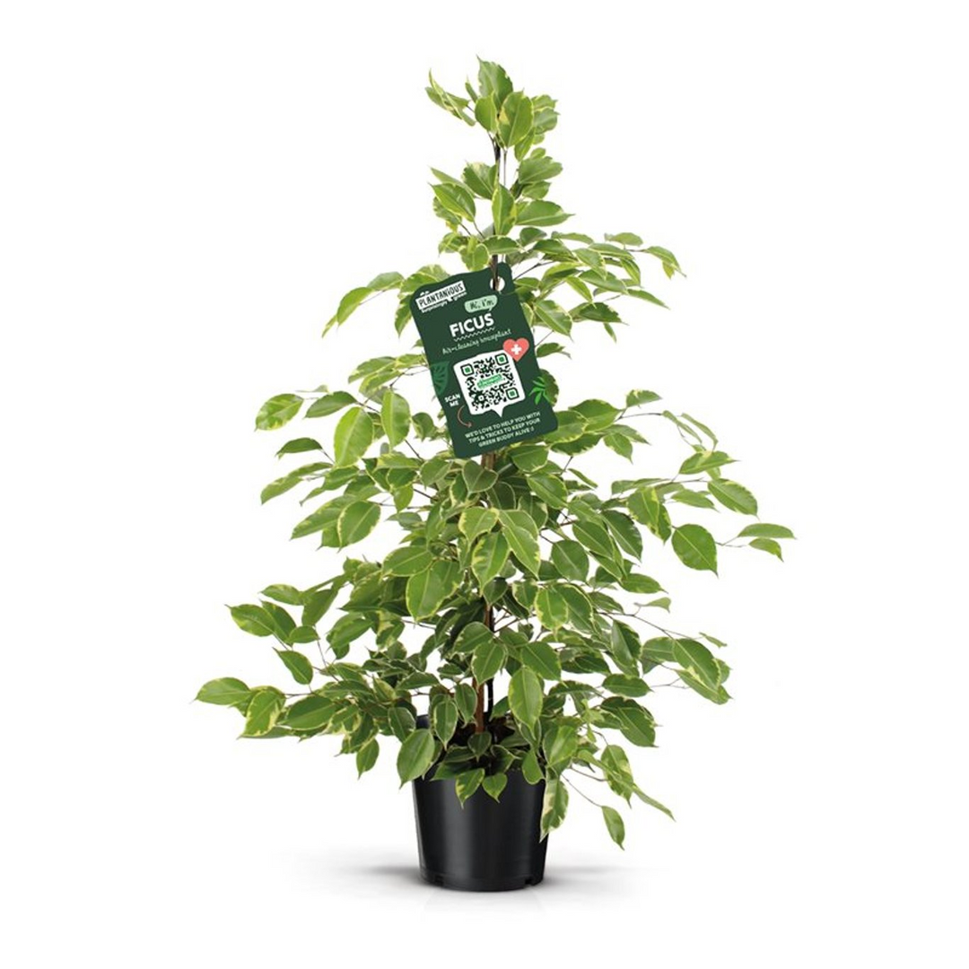 Ficus benjamina 'Golden King'