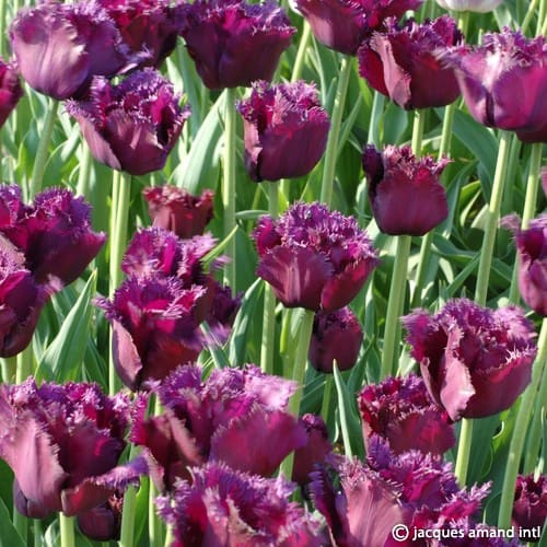 TULIP PURPLE CRYSTAL 5