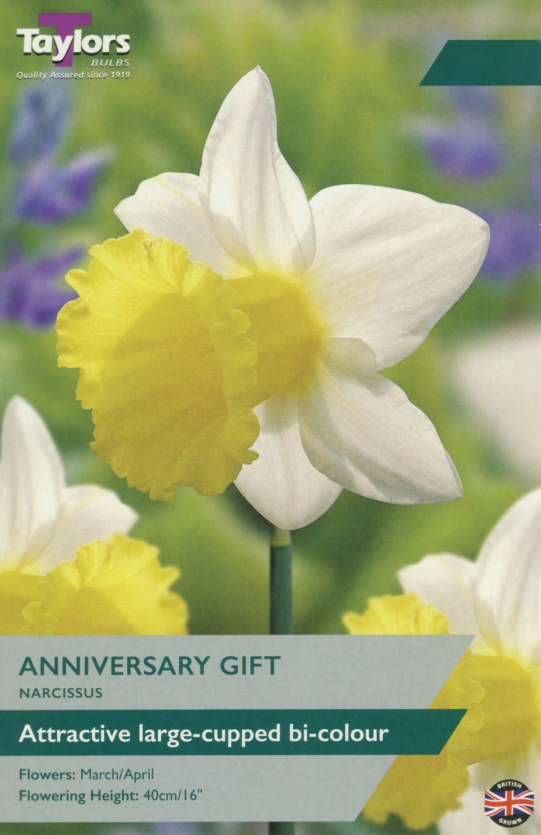NARCISSUS ANNIVERSARY GIFT X 7