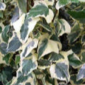 Hedera Gloire De Marengo - Climbers - Windyridge Garden Centre