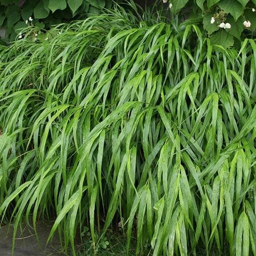 Hakonechloa Macra - Herbaceous - Windyridge Garden Centre