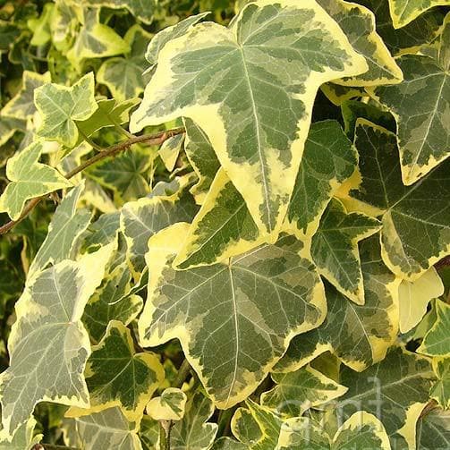 Hedera helix Gold Child