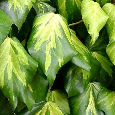 HEDERA HELIX SULPHUR HEART