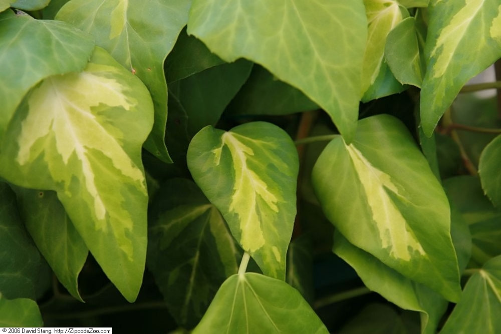 Hedera-Sulphur-Heart-(Paddys-Pride)-Leaf