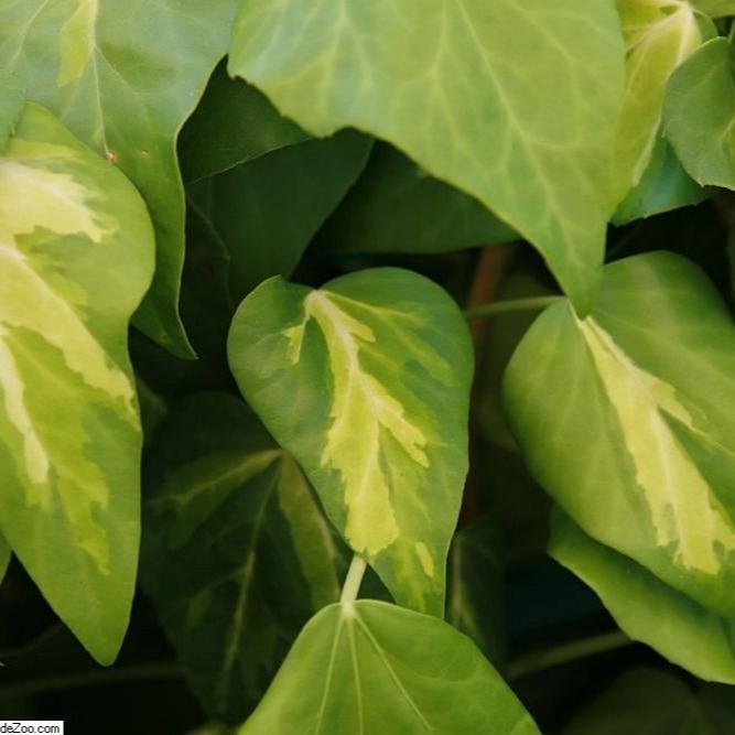 Hedera-Sulphur-Heart-(Paddys-Pride)-Leaf