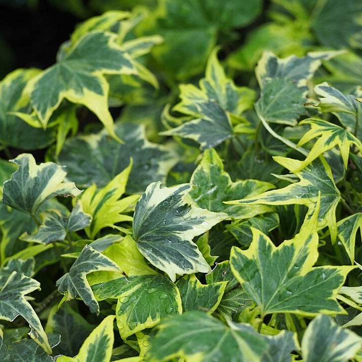 Hedera Hel Yellow Ripple  P13 100 Cm - Climbers - Windyridge Garden Centre