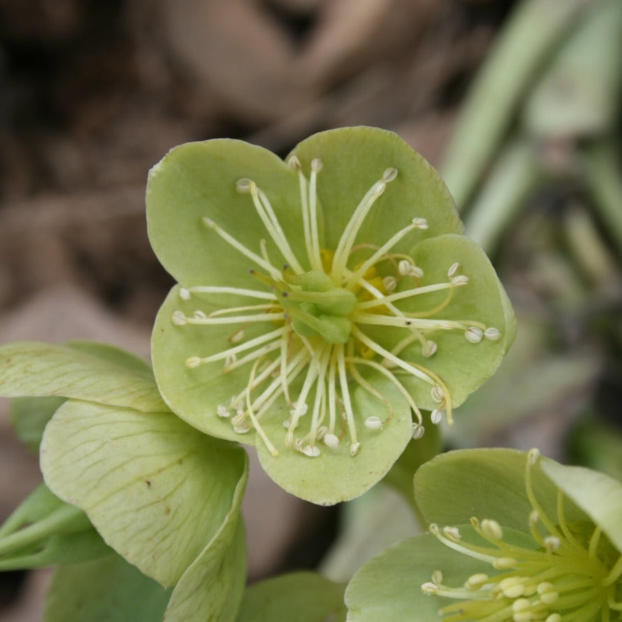 Helleborus-lividus-Flower-1