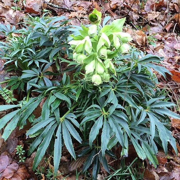 Helleborus Foet. Yellow Wilgenbroek  2 Ltr Pot - Herbaceous - Windyridge Garden Centre