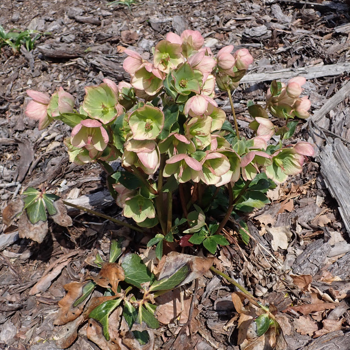 Helleborus (HGC) Ice NRoses Picotee  P15