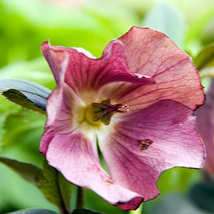 Helleborus or. Blue Metalic Lady