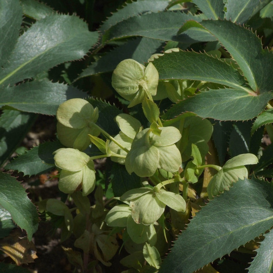 Helleborus-liv.-White-Flower
