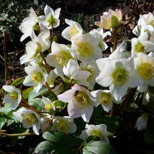Helleborus N. Christmas Carol - Herbaceous - Windyridge Garden Centre