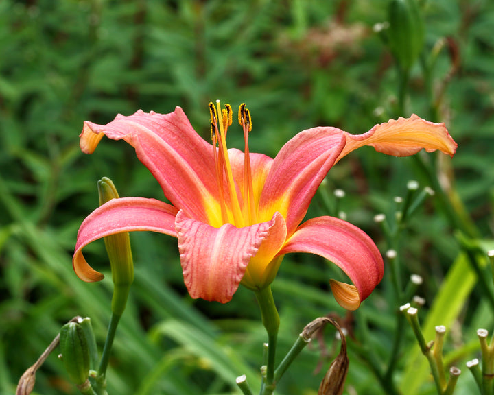 Hemerocallis Pink Damask