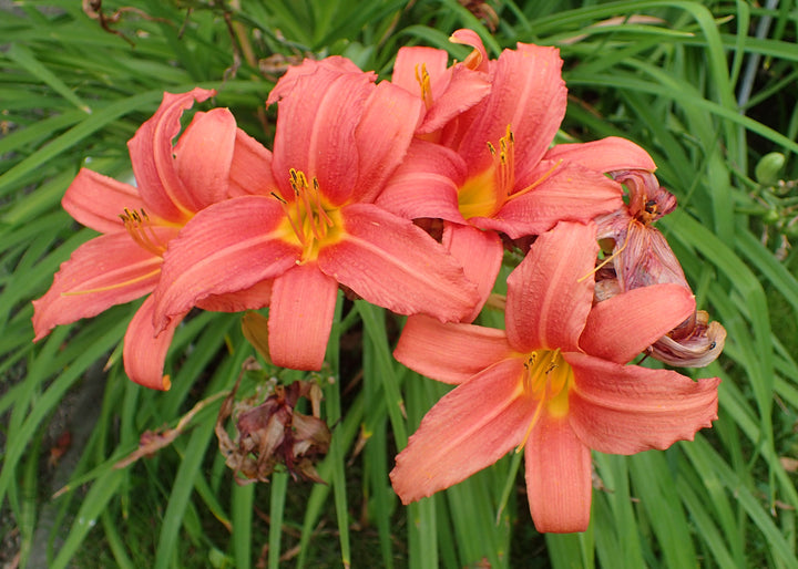 Hemerocallis Pink Damask