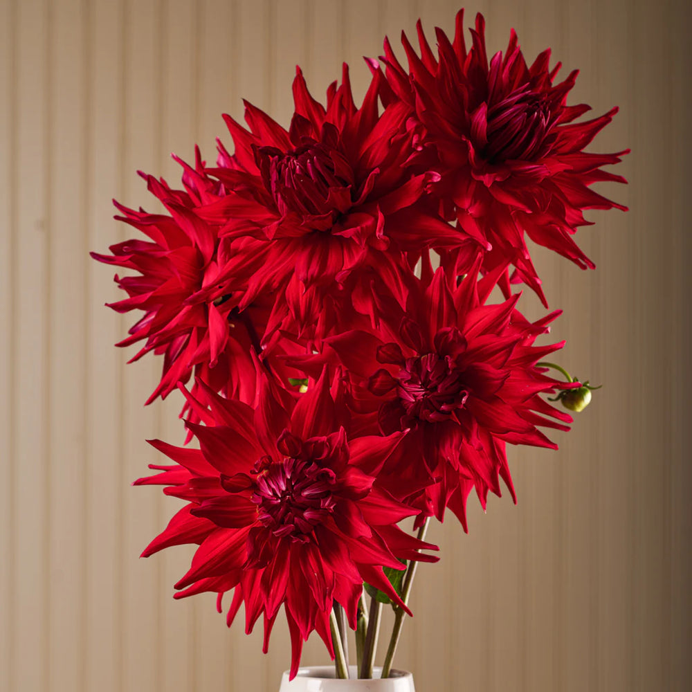 Dah Holly Huston - Bulbs - Windyridge Garden Centre