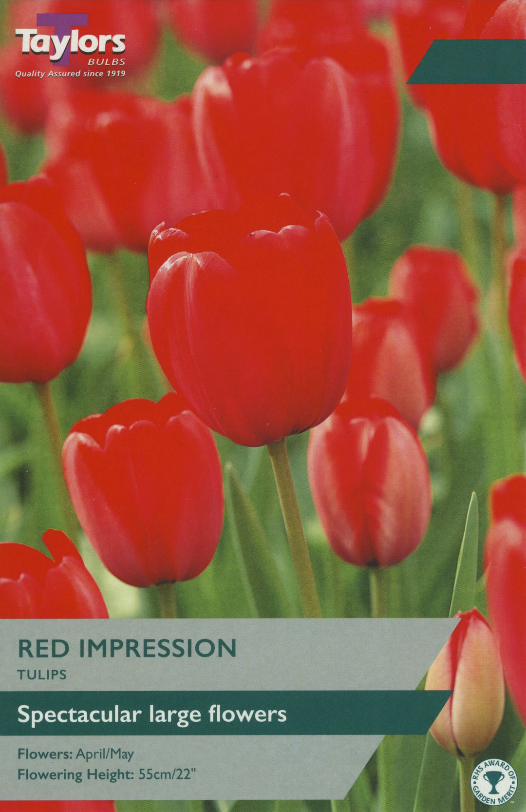 TULIP RED IMPRESSION x 18