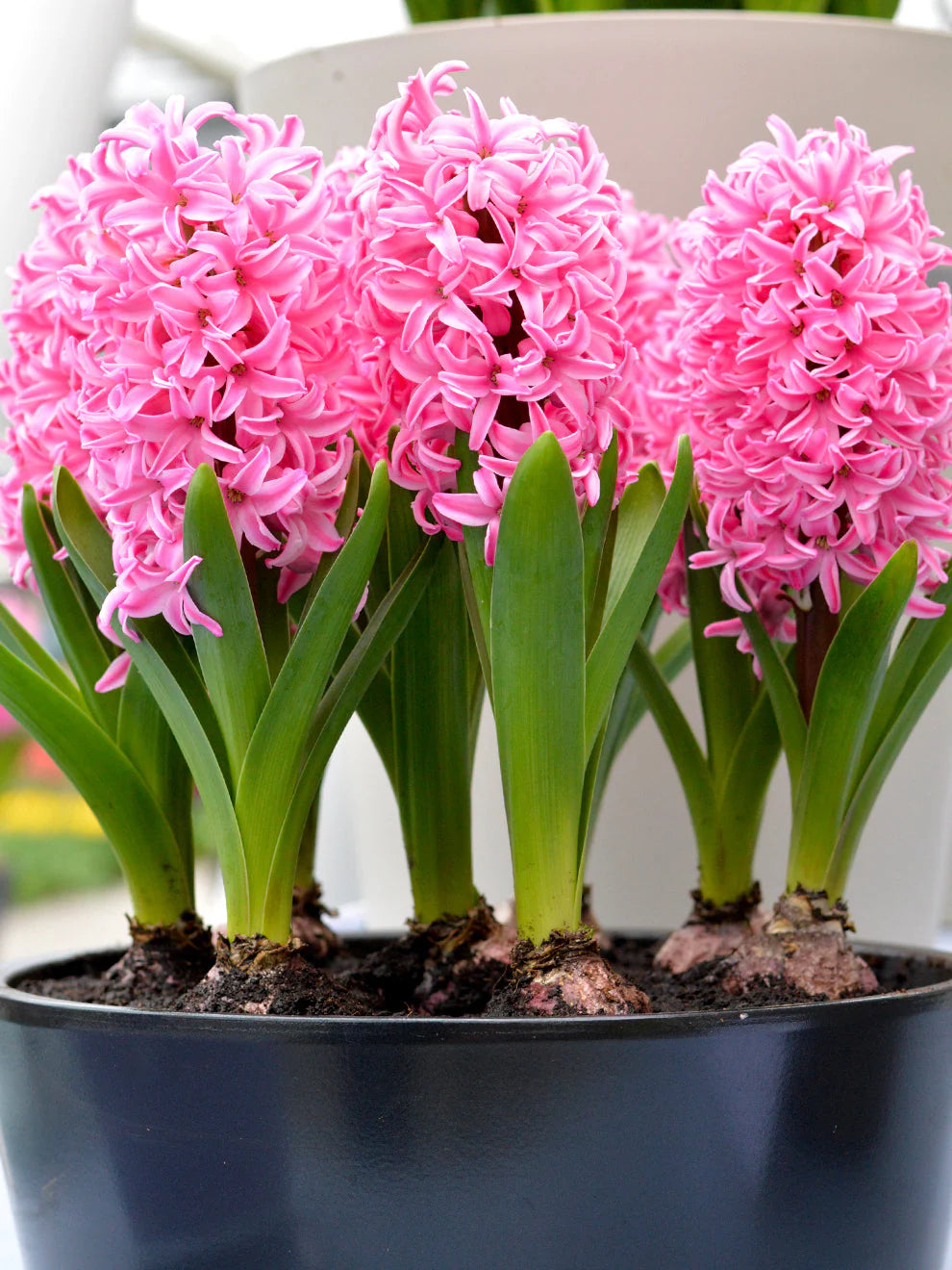 TRAY HYACINTHUS EF PINK PEARL 4 bulbs
