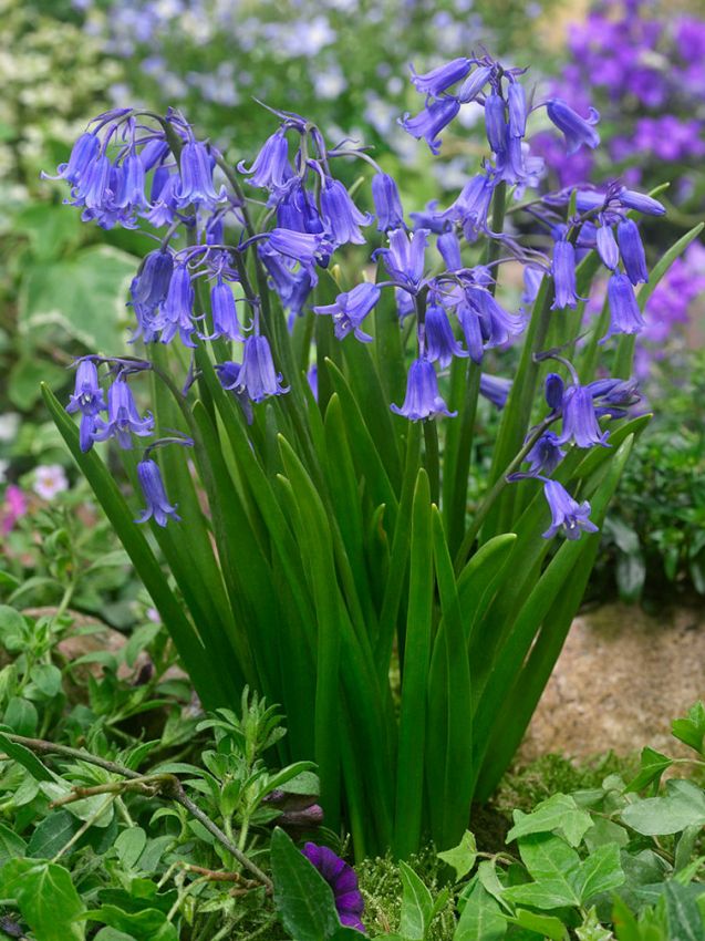 BLUEBELLS PROMO HYACINTHOIDES NON-SCRIPTA X 20