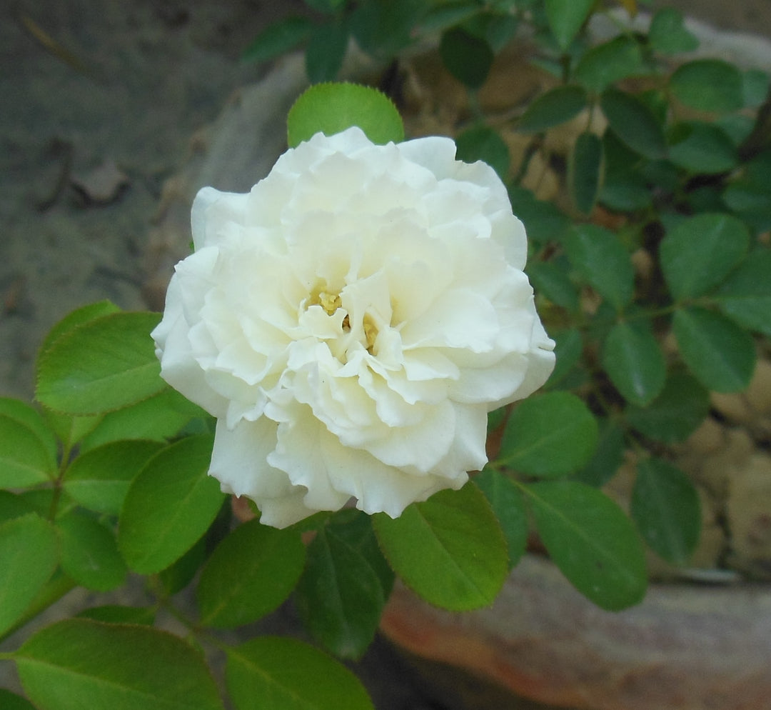 Silver-25th-Anniversary-Floribunda-Flower