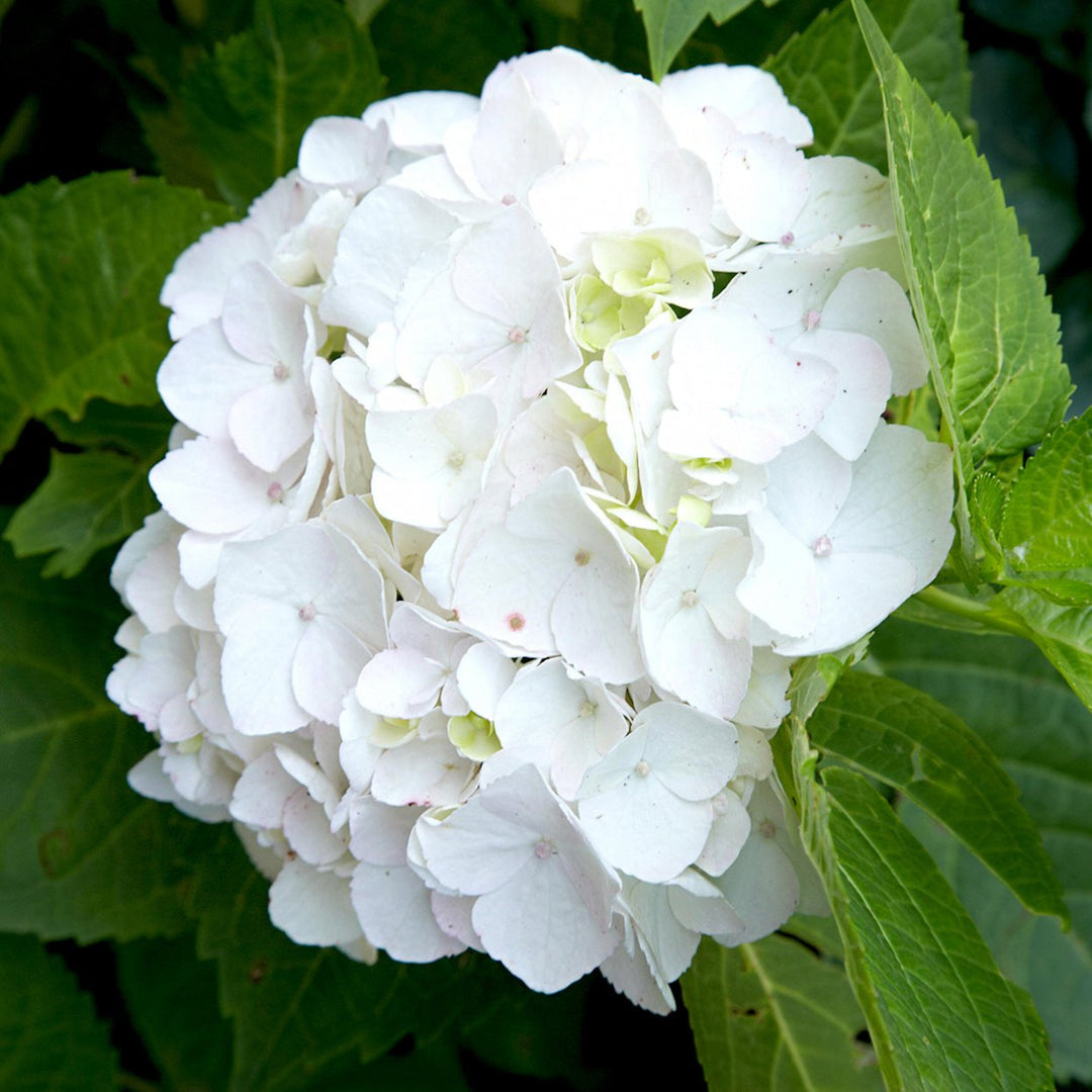 Hydrangea macr. White  P23, 7+ flower