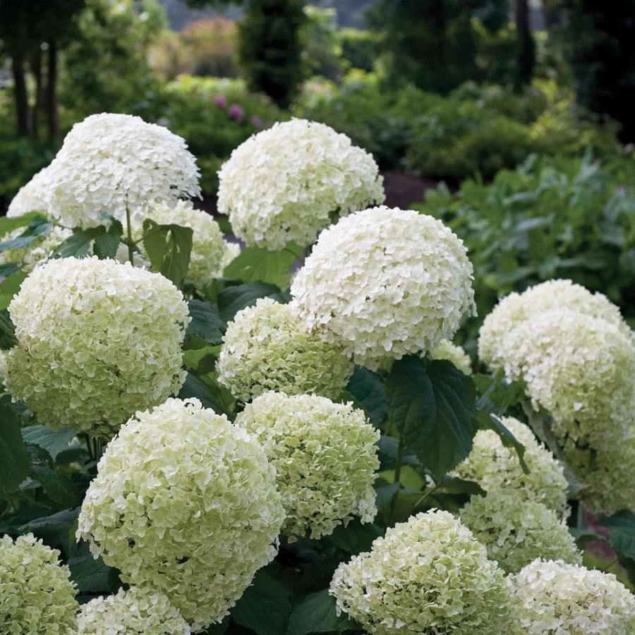 Hydrangea arbor. Strong Annabelle  5 Ltr pot