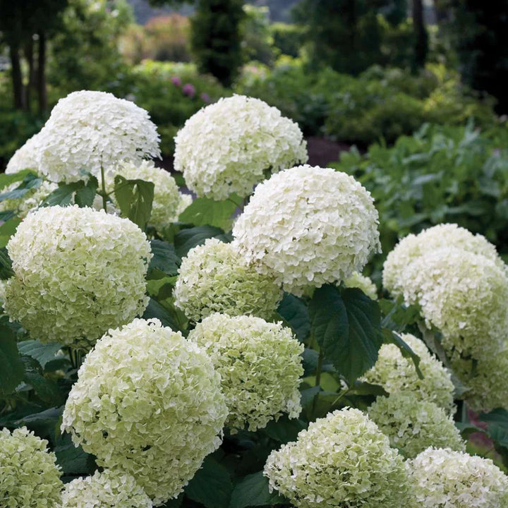 Hydrangea arbor. Strong Annabelle  5 Ltr pot