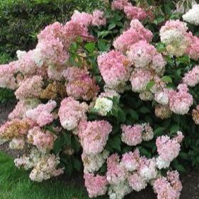Hydrangea Paniculata Vanille Fraise - Shrubs - Windyridge Garden Centre