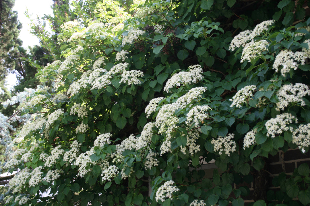 Hydrangea-anomala-petiolaris-Flower-2