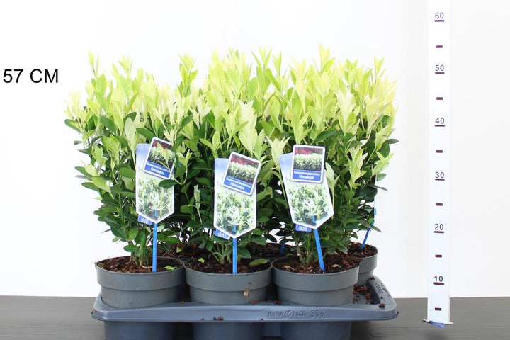 Euonymus jap. Himalaya