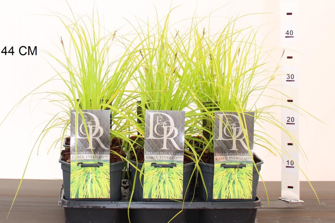 Carex oshim. Everillo