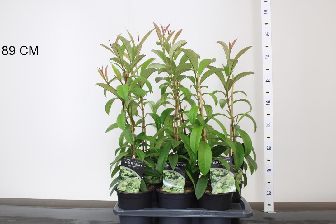 Pileostegia Viburnoides - Climbers - Windyridge Garden Centre