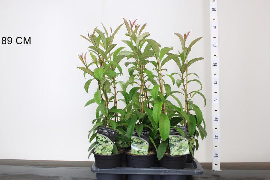 Pileostegia Viburnoides - Climbers - Windyridge Garden Centre