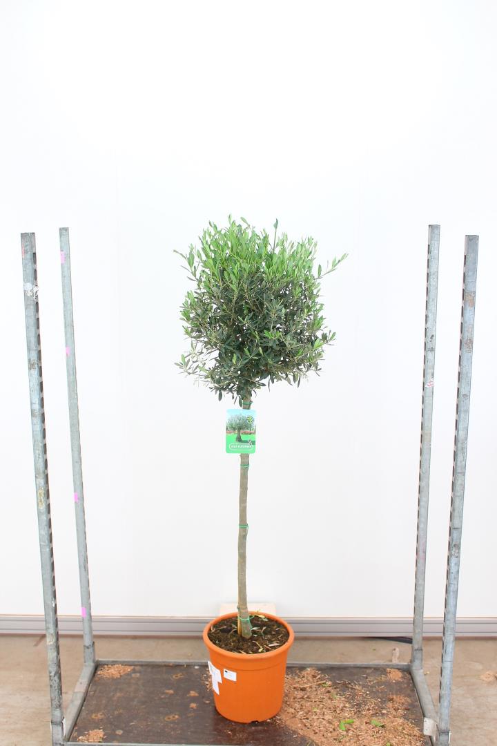 Olea Europaea - Grow Your Own - Windyridge Garden Centre
