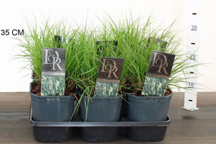 Pennisetum Alop. Hameln - Herbaceous - Windyridge Garden Centre