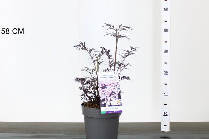 Sambucus nigra Black Lace