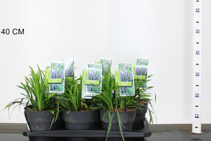 Liriope Muscari 'Big Blue' 20-25 Cm. - Herbaceous - Windyridge Garden Centre