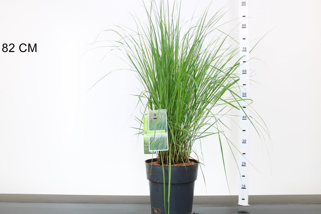 Purple Moor Grass (Molinia Caerulea Heidebraut)