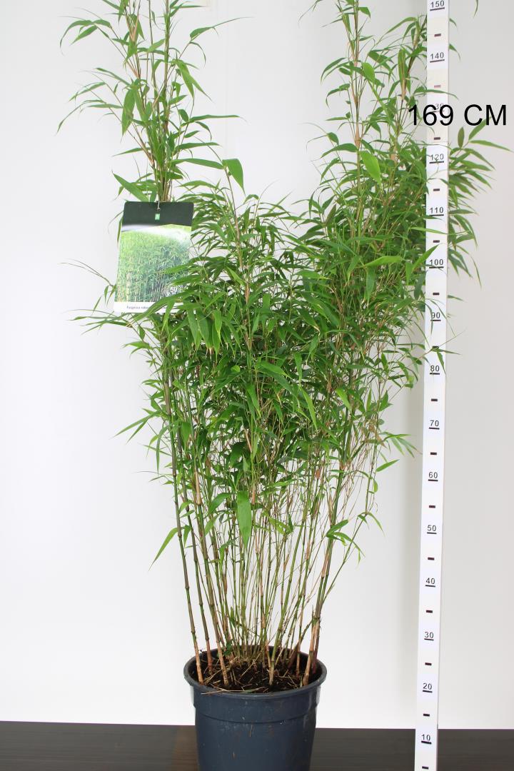 Fargesia Robusta Formidable - Hedging - Windyridge Garden Centre