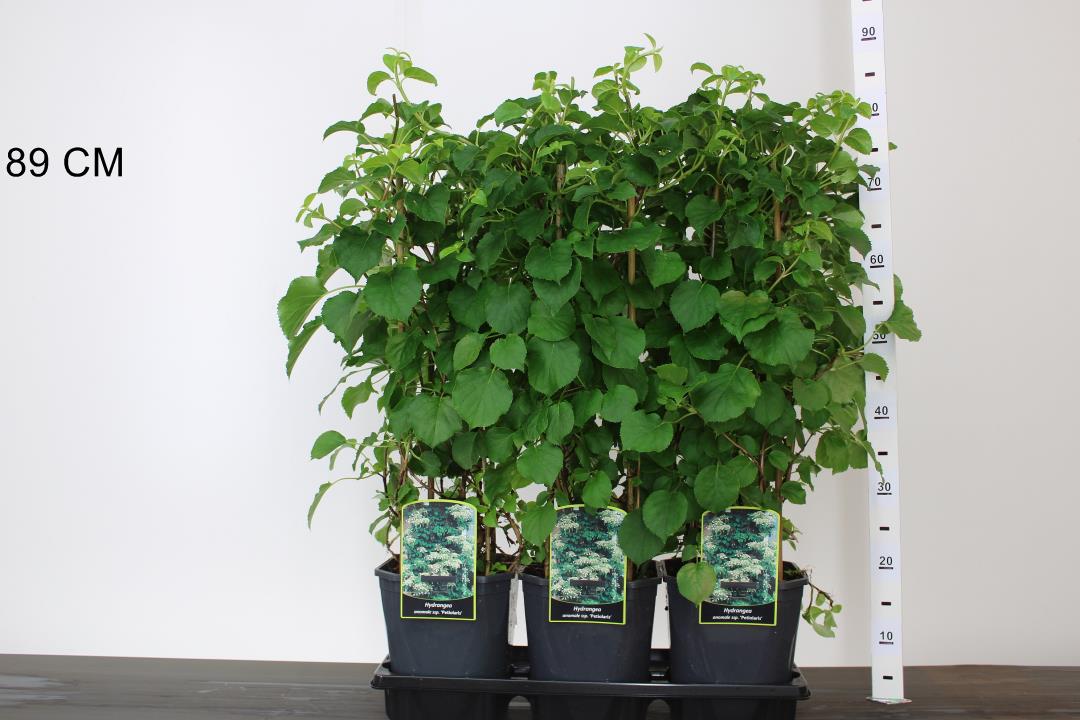 Hydrangea Anomala Petiolaris - Climbers - Windyridge Garden Centre