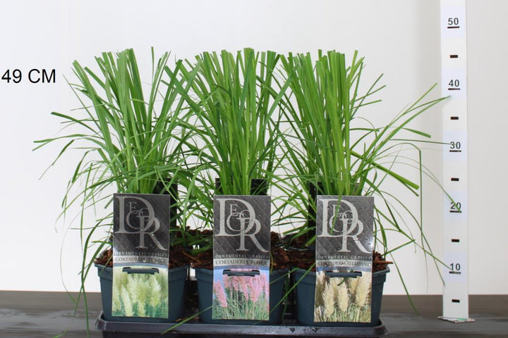Cortaderia in cultivars
