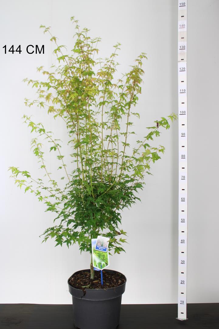 Acer pal. Bi-hoo