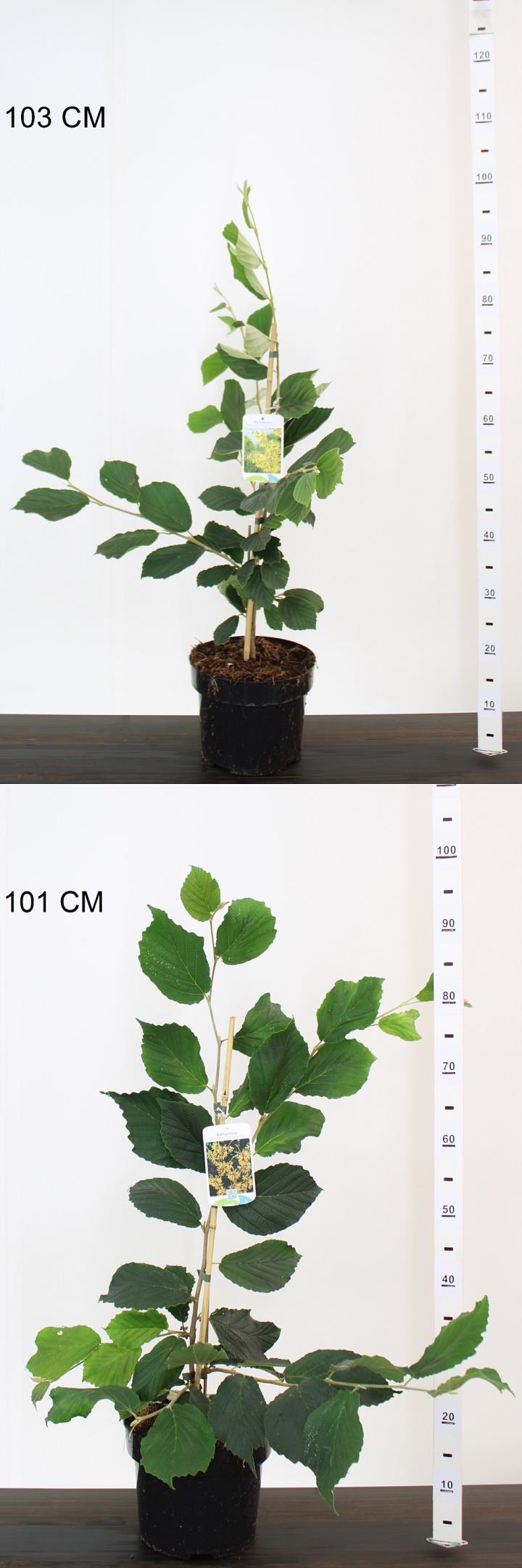 Hamamelis int. Orange Beauty