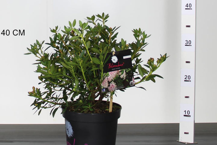 Rhododendron-Bloombux-Potted-1